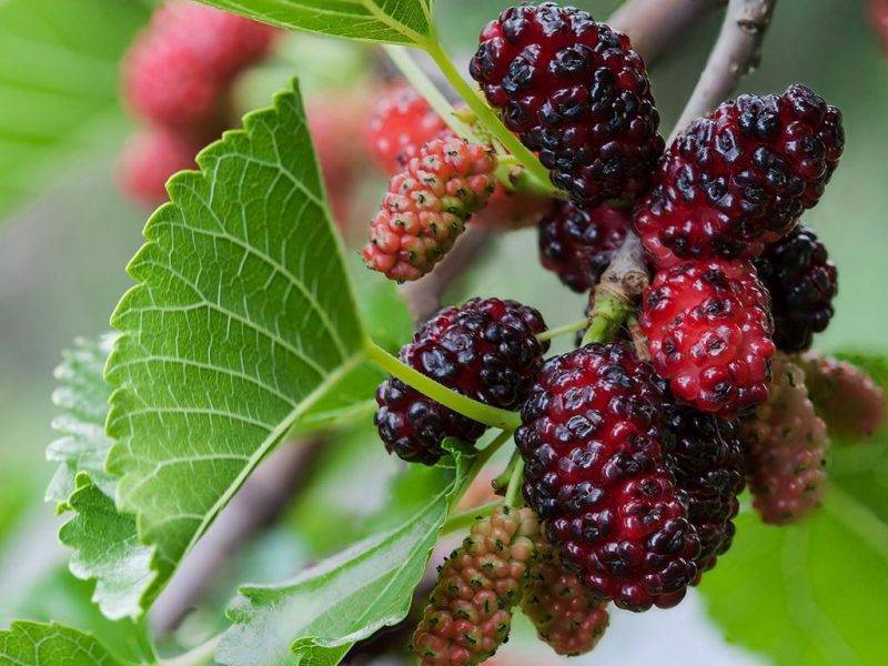 Шелковица купить саженцы из питомнике в Крымске