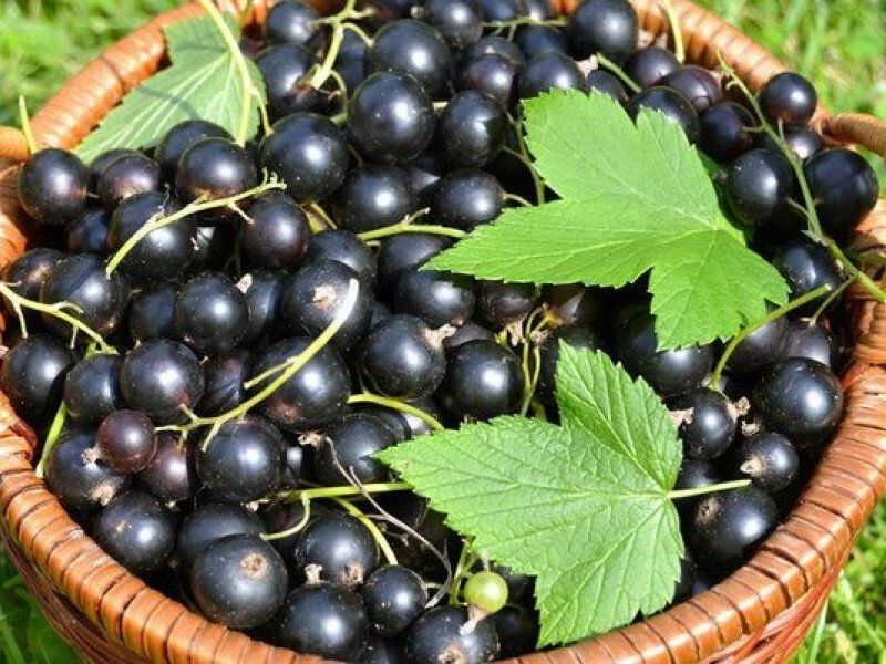 Смородина купить саженцы из питомника в Крымске