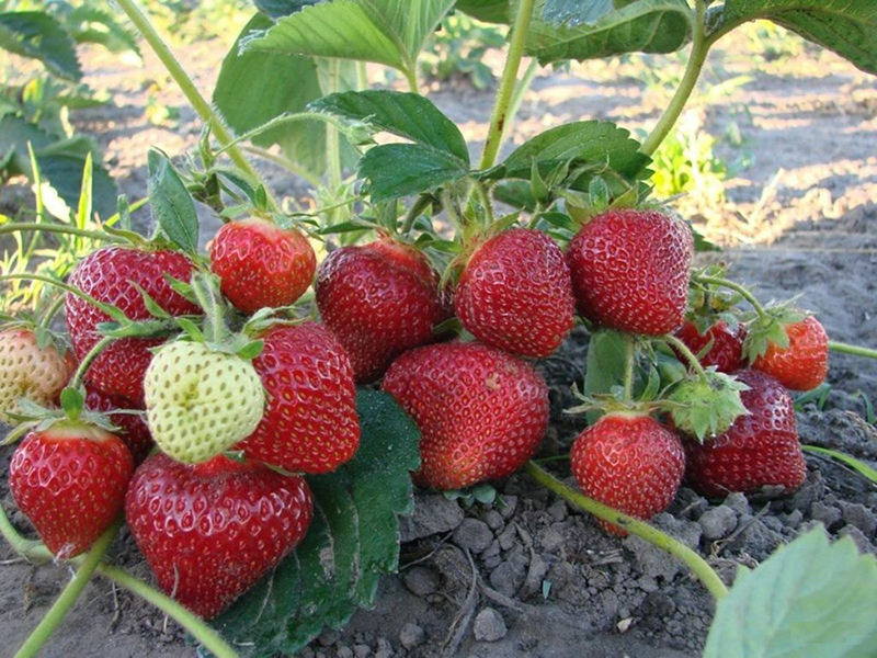 Клубника купить саженцы из питомника в Крымске
