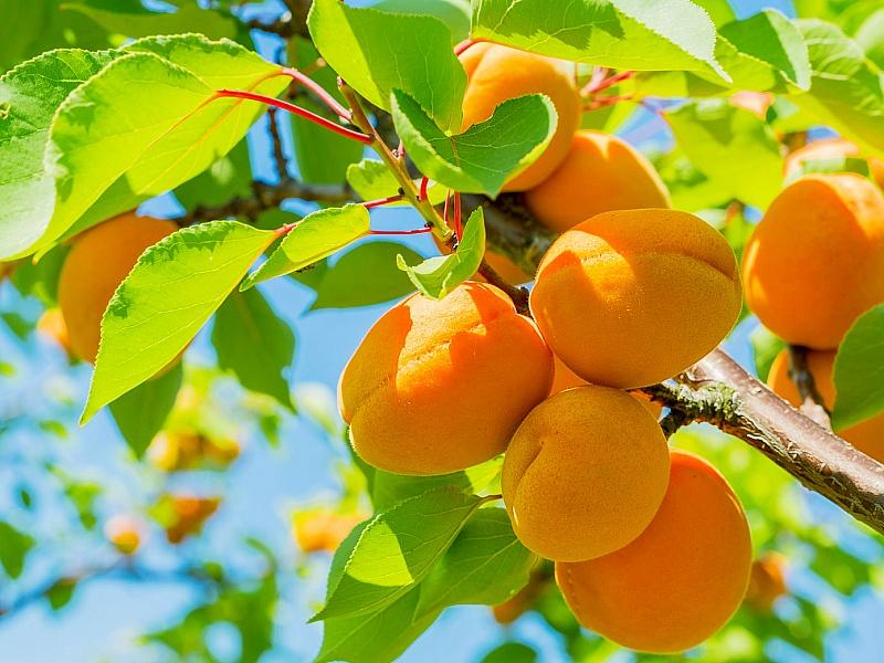Абрикос купить саженцы из питомнике в Крымске