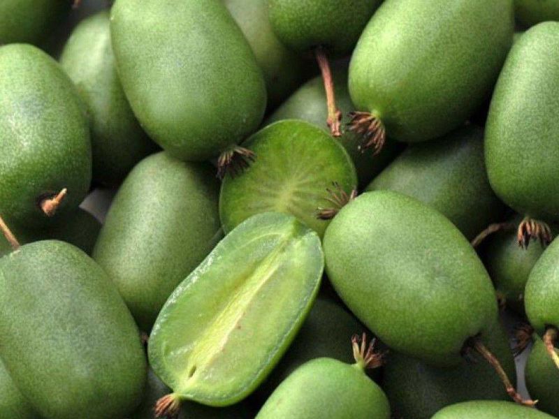 Актинидия купить саженцы из питомнике в Крымске