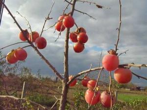 Хурма "БЫЧЬЕ СЕРДЦЕ" средняя (октябрь)