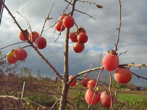 Хурма "БЫЧЬЕ СЕРДЦЕ" средняя (октябрь)