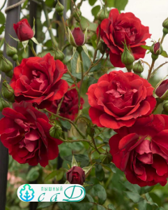 Роза "МЕССИР ДЕЛЬБАР"
