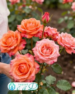 Роза "МАМИ ДИТЬЕР"