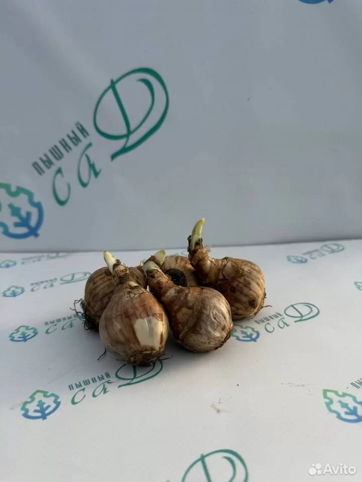 Нарцисс "ДАБЛ ФЭШН" (5 штук)