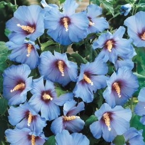 Гибискус "БЛЮ САТИН" древовидный