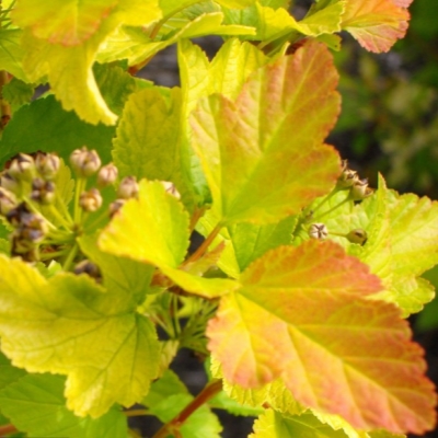 Пузыреплодник "ЛЮТЕУС" (стакан Р9)