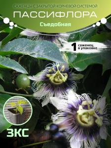 Маракуйя "Съедобная" ЗКС