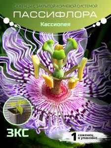 Маракуйя "Кассиопея" ЗКС