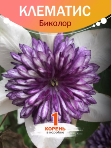 Клематис Биколор