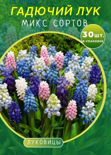 Гадючий Лук (мускари) микс 30 штук