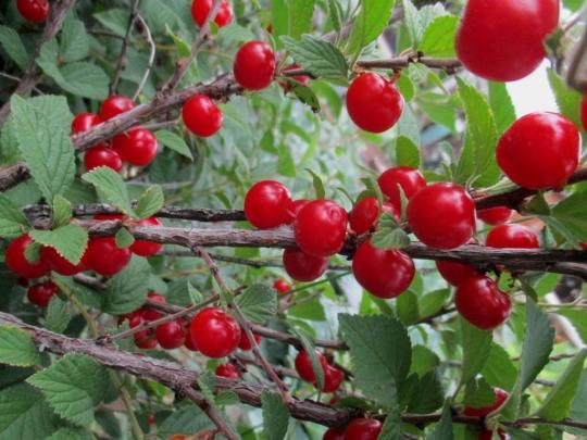 Войлочная вишня "ТРИАНА" среднего срока созревания