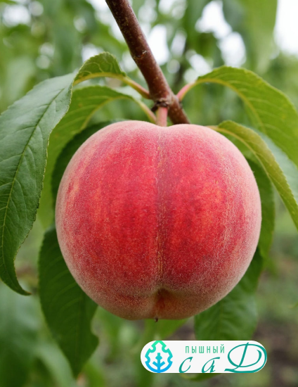 Персик "РЕД ХЭВЕН"  (срок созревания конец июля - август)