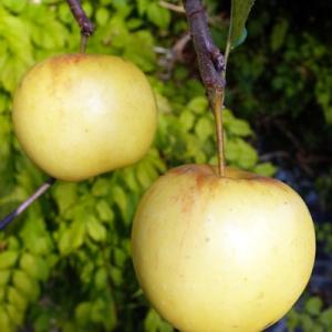 Яблоня "БОГЕМИЯ ГОЛД"